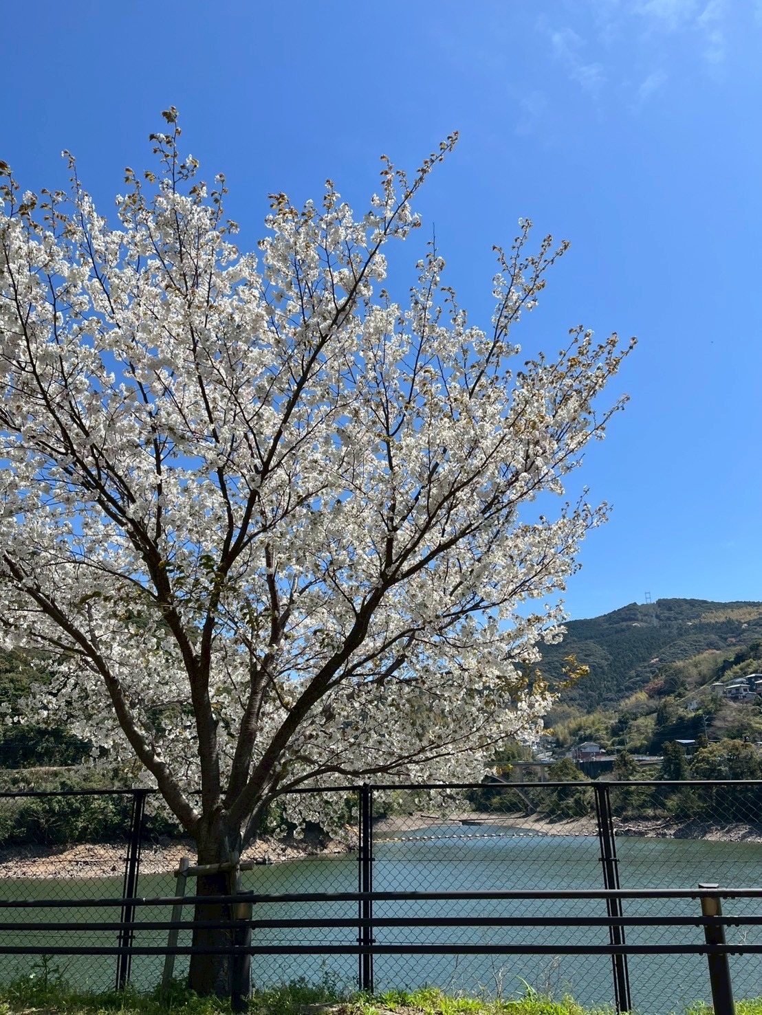 お花見に行ってきました！